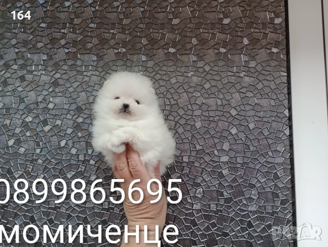 Бели миниатюрни минита. Померани. Реални снимки от 02.03.26 г. , снимка 5 - Померан - 53681333