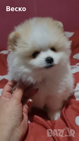 Померан-мъжко , снимка 4 - Померан - 53262629