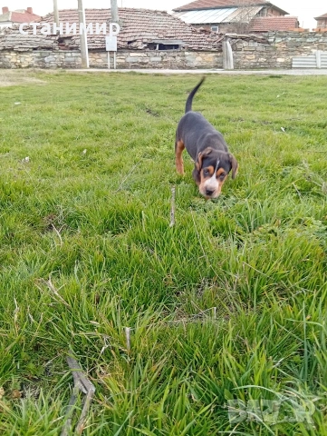 трицветно гонче