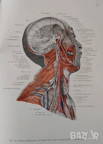 "Анатомичен атлас на човешкото тяло" в три тома, снимка 10 - Енциклопедии, справочници - 53657241