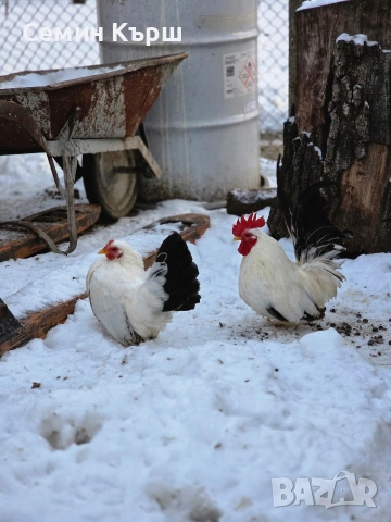 Шабо, снимка 6 - Кокошки и пуйки - 53461928