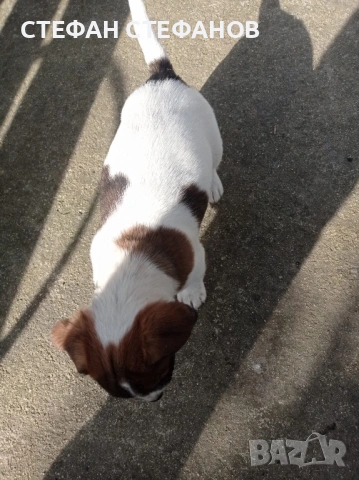 Джак Ръсел , снимка 13 - Джак ръсел териер - 52917744