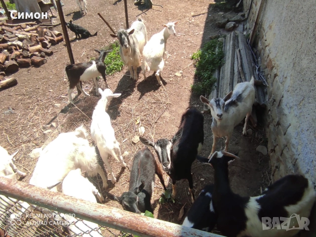 Ярета, кози и пръчове, снимка 2 - Кози - 52616961