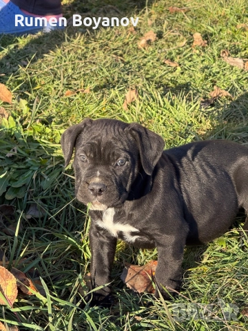 Кане Корсо , снимка 2 - Кане корсо - 52678102