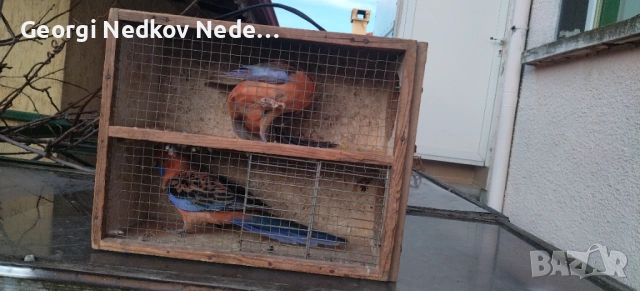 Чифт оранжеви пенанти, снимка 6 - Папагали - 53025313