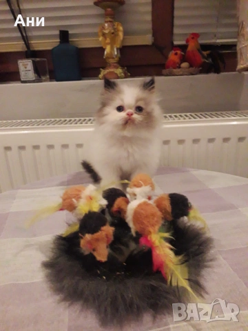 Котенце като Картичка, снимка 6 - Персийска - 53952128