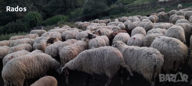 Продавам стадо овце, снимка 2 - Овце - 46410506