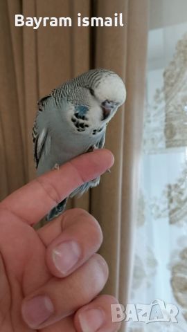 Ръчно хранен социален изложбен вълнист папагал   ръчно хранени, снимка 14 - Папагали - 42675098