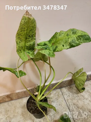 Philodendron Paraiso Varde Variegata, снимка 2 - Стайни растения - 47597295