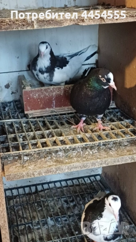 Гълъби 30 броя, снимка 11 - Гълъби - 52369901