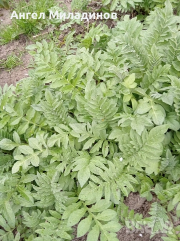 Левзея, снимка 4 - Градински цветя и растения - 54169114