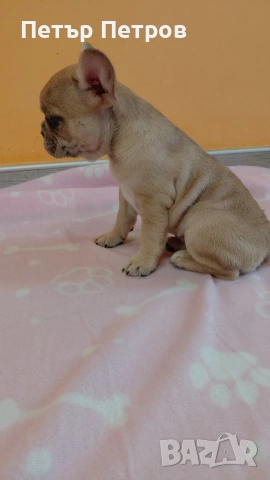 френски булдог -булдочета , снимка 9 - Френски булдог - 51929954