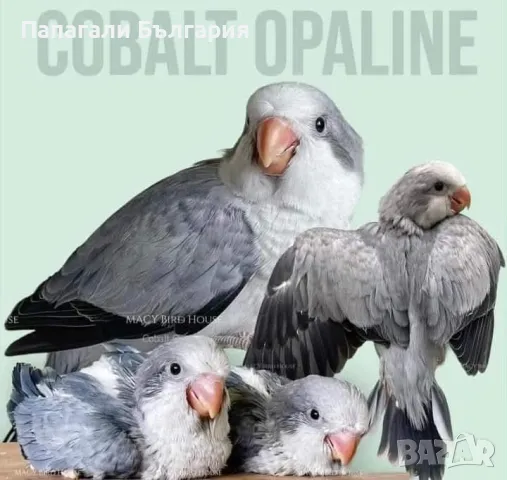 Чифт  Папагали Монах, снимка 8 - Папагали - 48699981