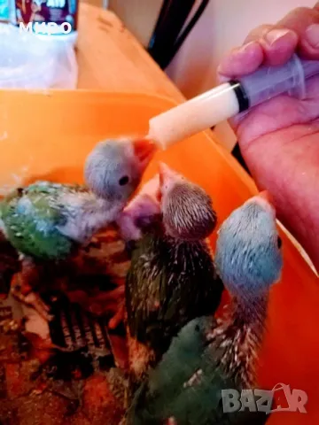 Бебета Малък Александър, ръчно хранени!