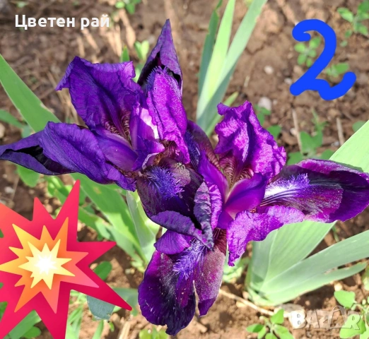 Ризоми на ириси 2€брой цвят на късмет от показаните , снимка 18 - Градински цветя и растения - 54198963