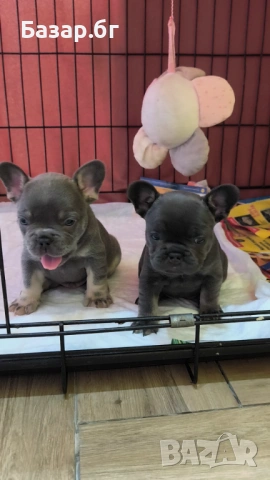 Френско булдоче женско ( флъфи ген), снимка 10 - Френски булдог - 53719888