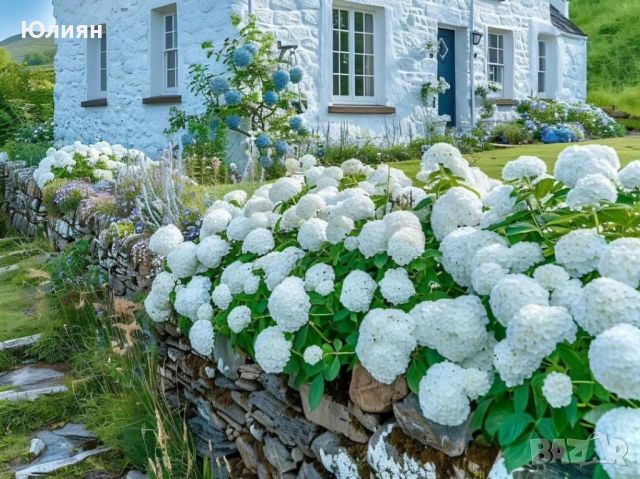 Хортензия ,бяла , снимка 1 - Градински цветя и растения - 45748162