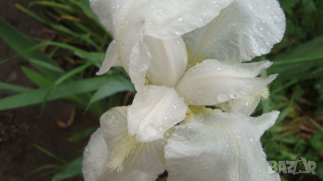 Градински перуники (Iris)