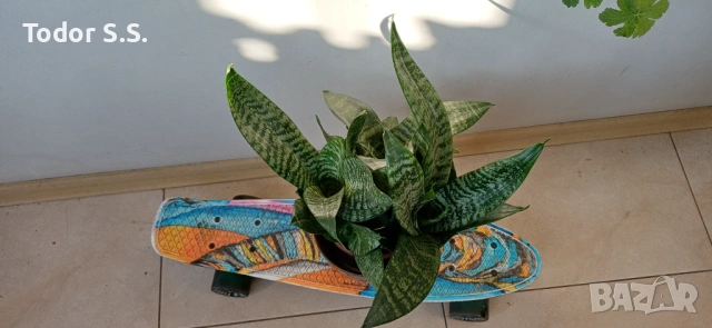 Цвете Сансивера, снимка 4 - Стайни растения - 53755624