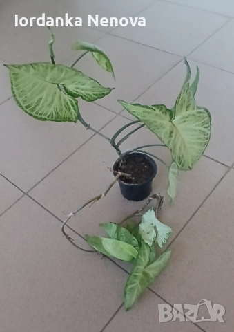 Сингониум , снимка 2 - Стайни растения - 51561794