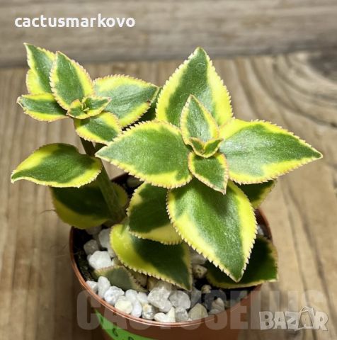 Crassula sarmentosa f. variegata, снимка 1 - Стайни растения - 46081774