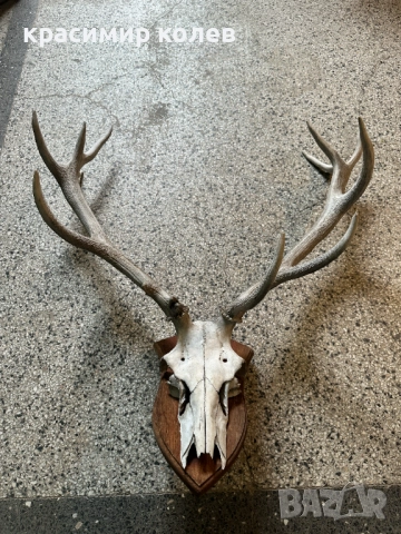 големи ловни трофеи/роги/