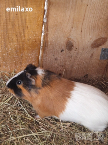 Продавам 2 мъжки морски свинчета.