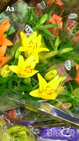 Продавам големи луковици на цветя лилиум за градината, снимка 7 - Сортови семена и луковици - 51555187