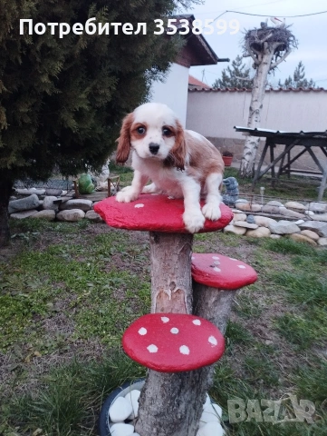 Кавалер Кинг Чарлз Шпаньол , снимка 6 - Кавалер кинг чарлз шпаньол - 53844604