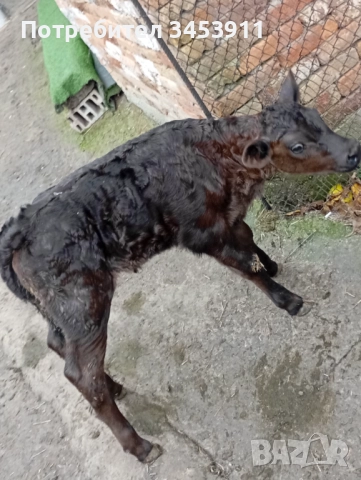  Абърдийн мъжки на месец 