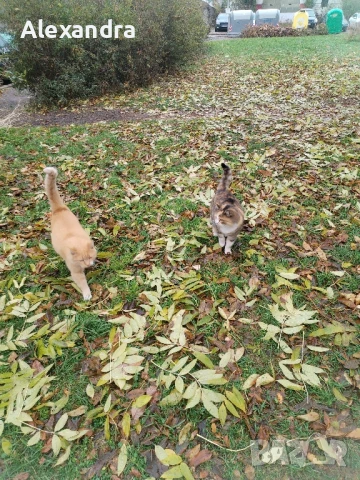 Разхождане на кучета, снимка 3 - Ветеринари и услуги - 50857550