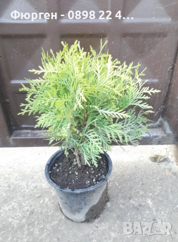 Туя Даника Голд – Thuja occidentalis Danica Gold, снимка 5 - Разсади - 52714317