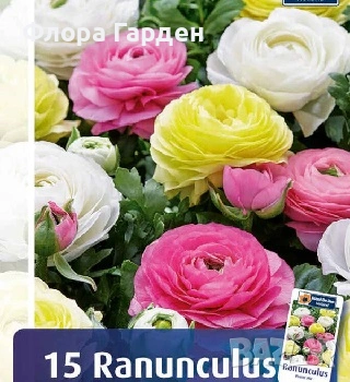 КАННА, ИРИС, АНЕМОНЕ, РАНУНКУЛУС - Грудки, снимка 15 - Сортови семена и луковици - 49236562