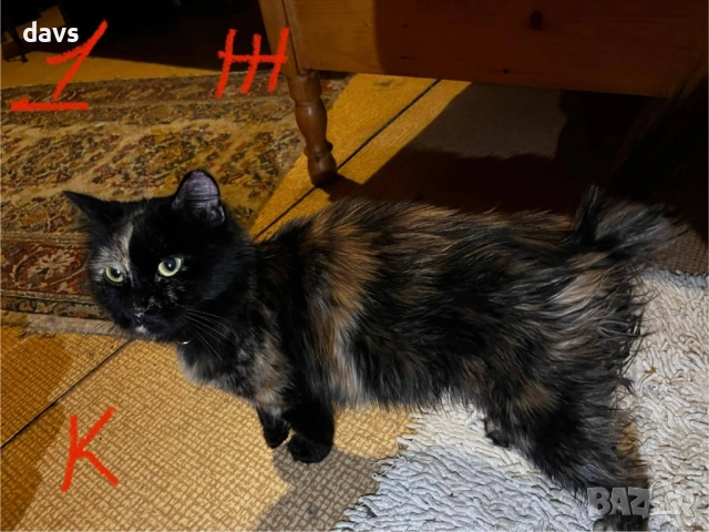 Спешно - Приемен / Постоянен дом за Домашни котки , снимка 12 - Други - 52507567