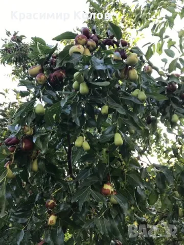 Китайска фурма, Хинап, плодове, лечебни растения, снимка 3 - Домашни продукти - 47214623