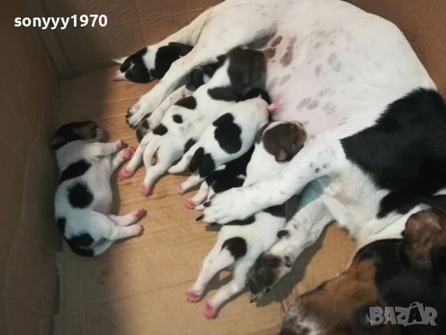 ДЖАК РЪСЕЛ 1808251737, снимка 9 - Джак ръсел териер - 51407475