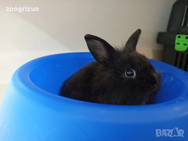 Декоративни зайчета на 50 дена.Лъвска глава ангора и мини рекс, снимка 5 - Декоративни зайчета - 49206615