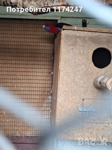 Червени пенантови розели , снимка 2 - Папагали - 52571285