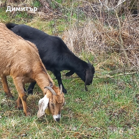продавам заплодена коза и яре, снимка 6 - Кози - 53946358