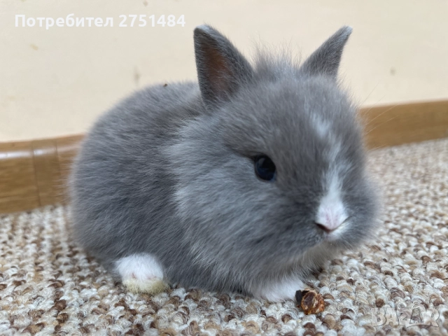 Декоративни зайчета, снимка 1