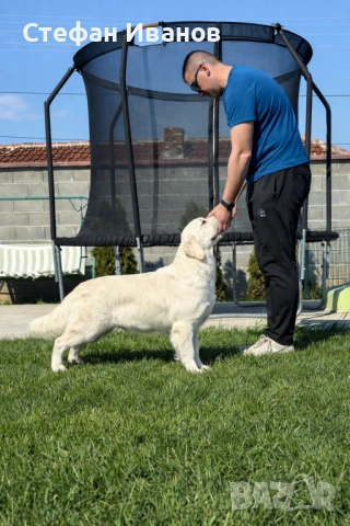 Голдън ретривър, снимка 5 - Голдън ретривър - 53307145