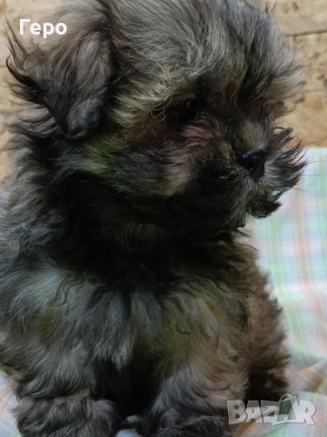 Ши пу, снимка 9 - Ши Тцу - 53678630