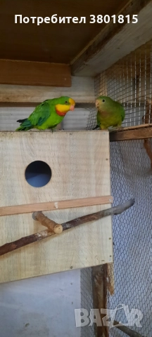 Барабанди папагали, снимка 3 - Папагали - 52241058