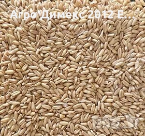 Продавам ОВЕС за семе/Реколта 2025