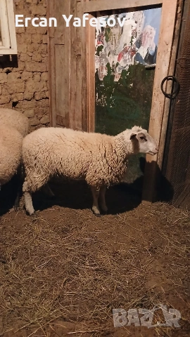 продавам пръч на 1,5година.и коч на 1 година 450 лв., снимка 2 - Кози - 53135117