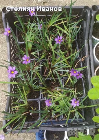 Сисиринхиум, синеока трева (Sisyrinchium angustifolium), снимка 5 - Градински цветя и растения - 40472603