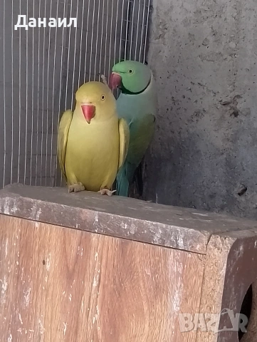 Малък Александър -чифт, снимка 5 - Папагали - 53537446