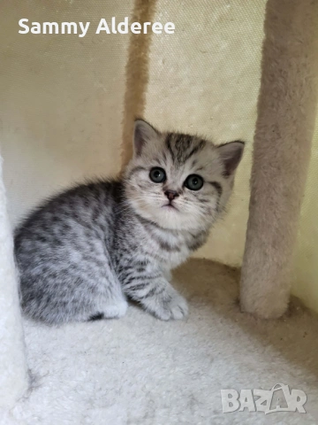 Британски, шотландски котета пухчета, снимка 8 - Британска късокосместа - 53852203