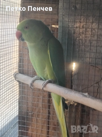 малък александър