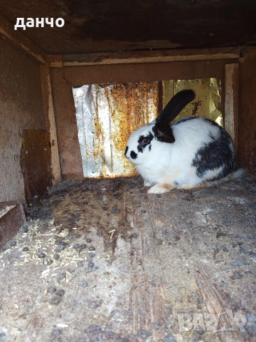 продавам зайци , снимка 2 - Други - 52832970